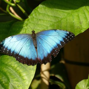 morpho Helenor