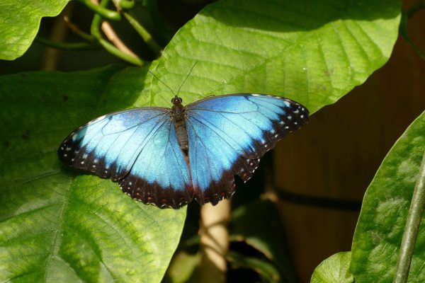 morpho Helenor