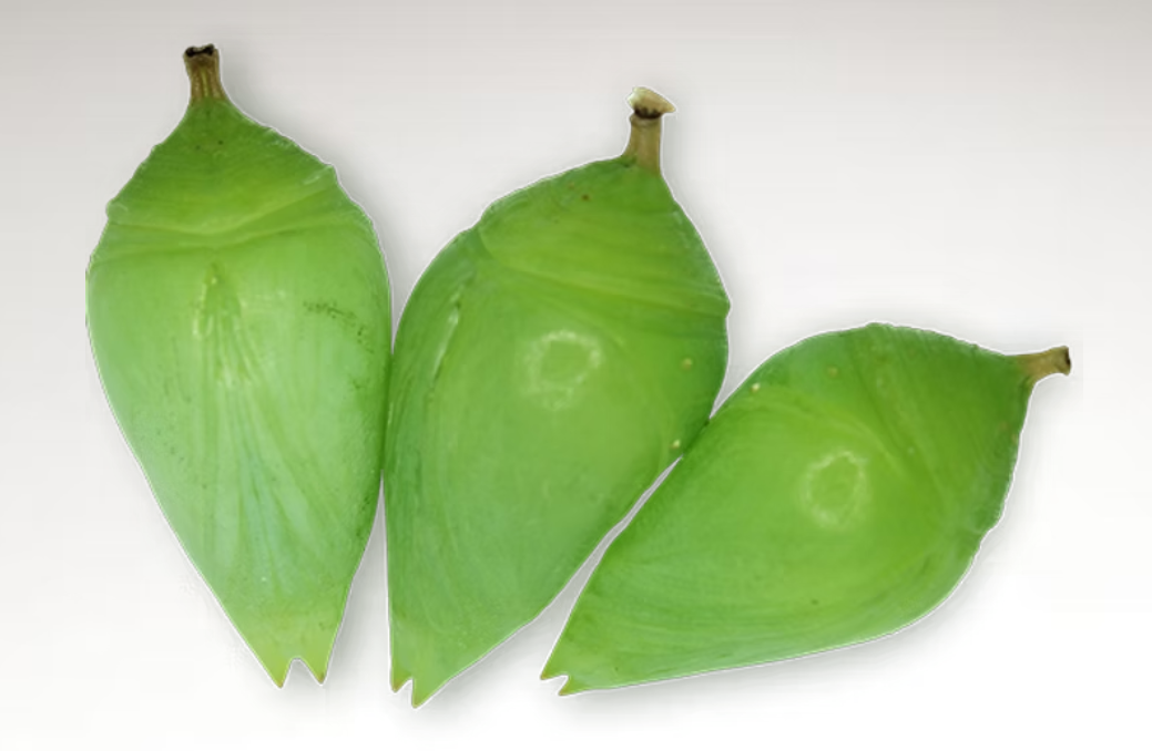 Butterfly Pupae