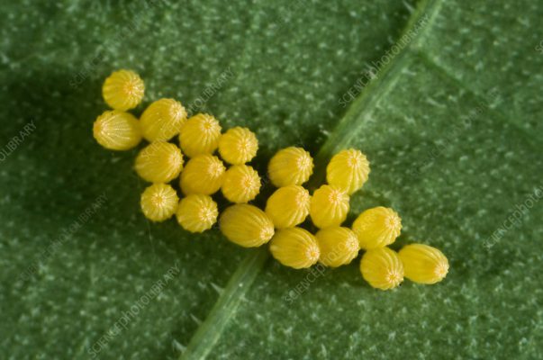Eggs