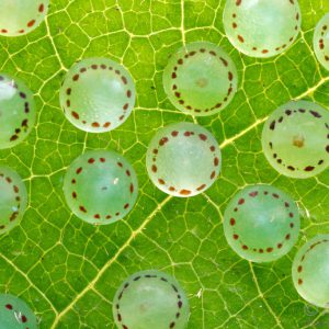 Alternative view of Morpho Peleides eggs ( 10 pack)